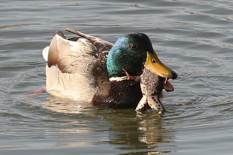 Het einde van een kikker !!