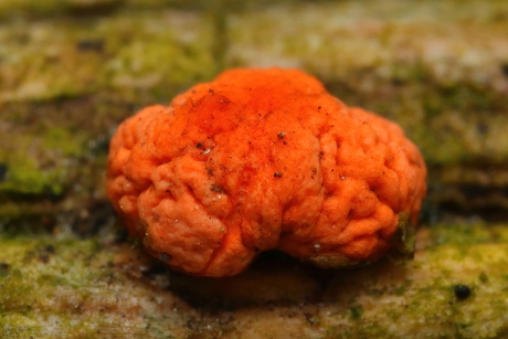 Gewoon Meniezwammetje