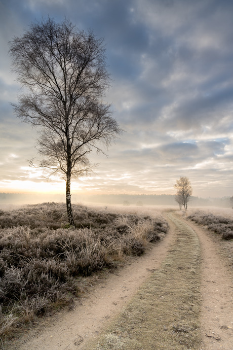 Frisse ochtend Terletse heide