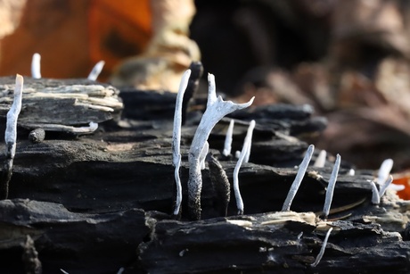 Xylaria hypoxylon