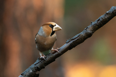 Appelvink