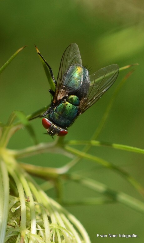 Groene Vleesvlieg.