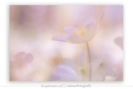 Roze oase van bloemen