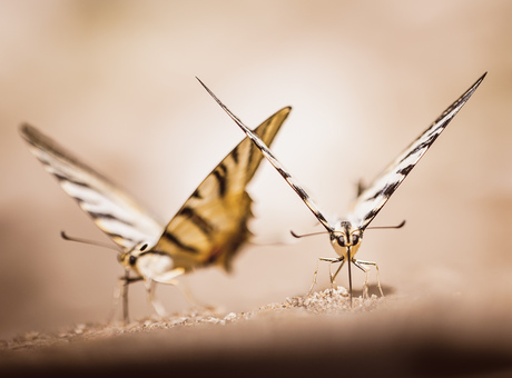 Koningspage op strandje