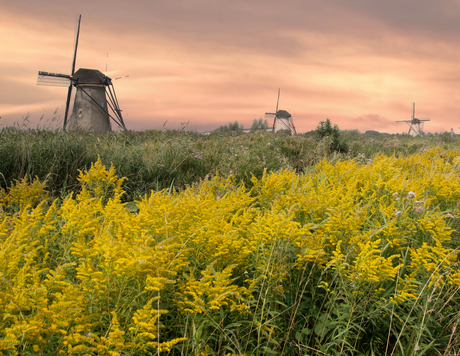 Kinderdijk