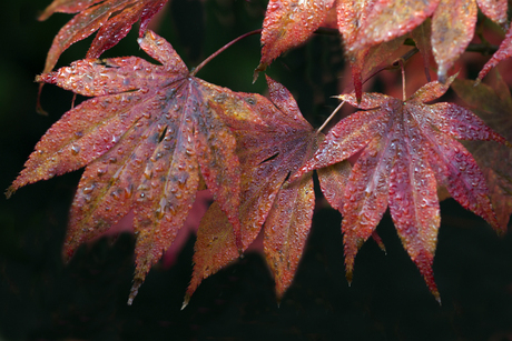 herfstkleuren