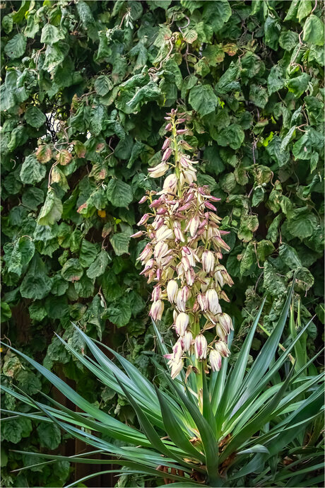 Yucca in bloei