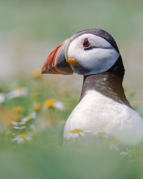 Puffin