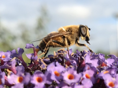 Met zonnebril op het bloembed