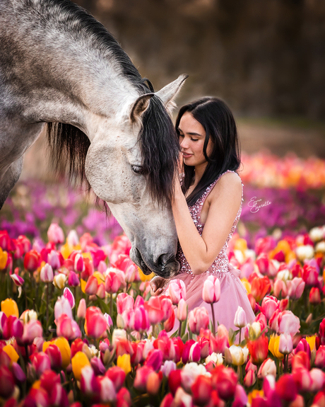 Tulip season 