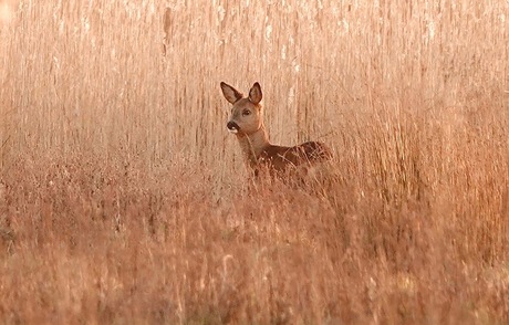 Tussen het riet 