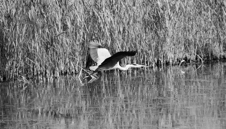 Het oog van de reiger