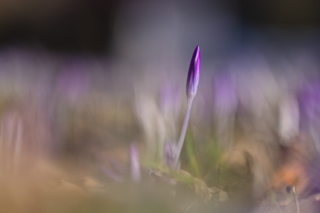 Crocus