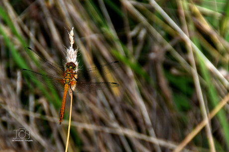 Libelle