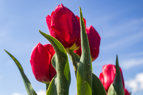Rozerode tulpen met blauwe lucht 