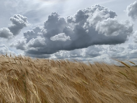 Het gouden graan met de dreigende lucht