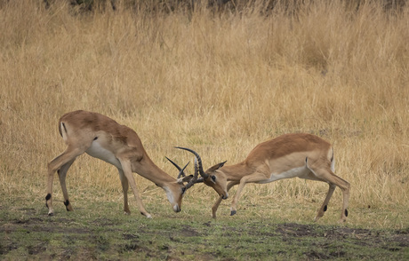 Vechtende Impala's