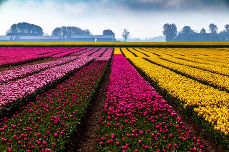 laatste tulpenveld 2025