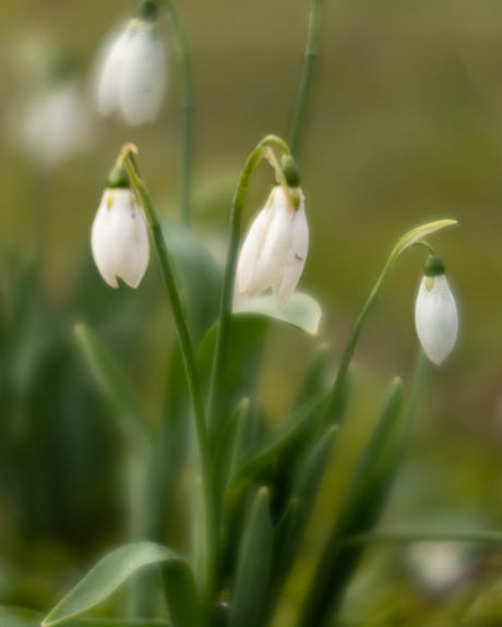 Dromerige sneeuwklokjes bij Selwerderhof in Groningen