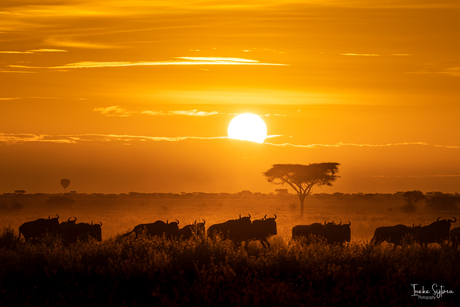 Zonsopkomst in Tanzania