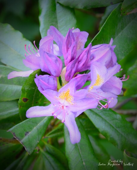 Pontische rododendron