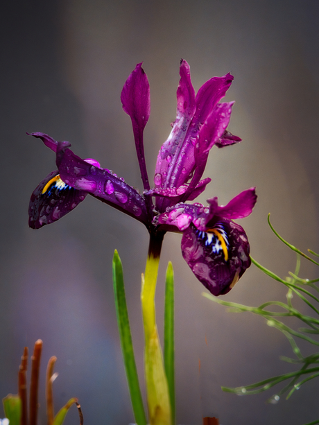 Iris reticulata 