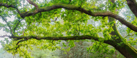De bossen bij Amerongen