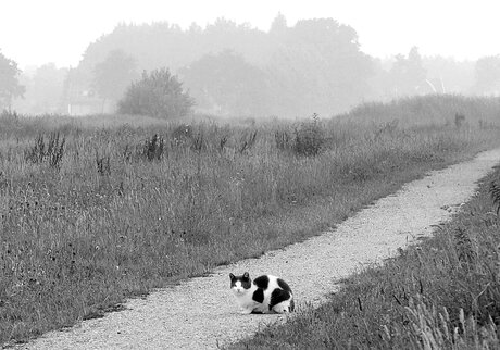 Noir & blanc.