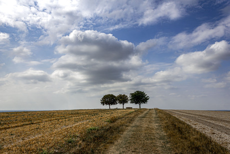 bomen op de heuvel