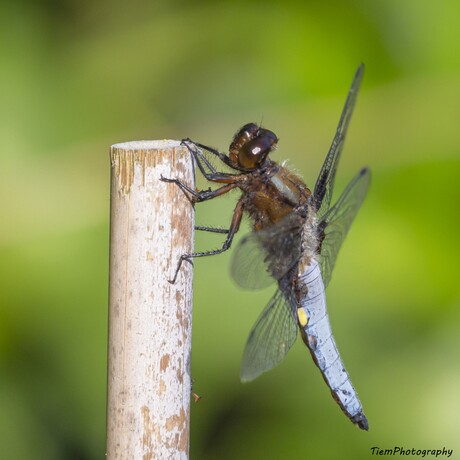 Platbuik libelle