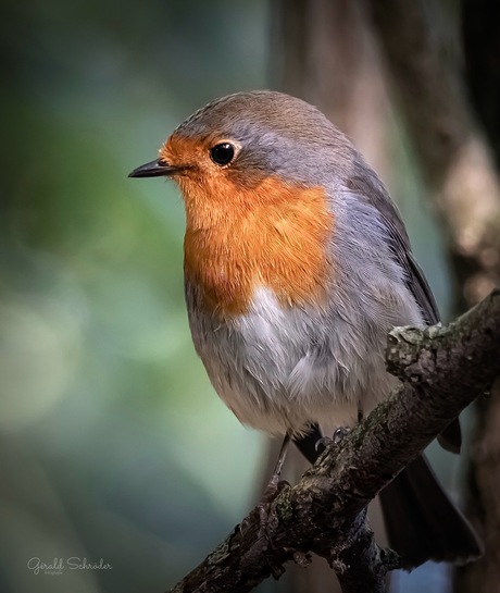 Roodborst