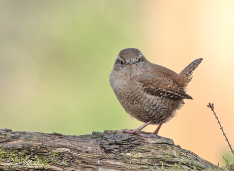 Winterkoning (Nannus troglodytes)