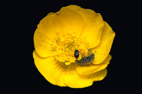 Boterbloem met kevers op bezoek