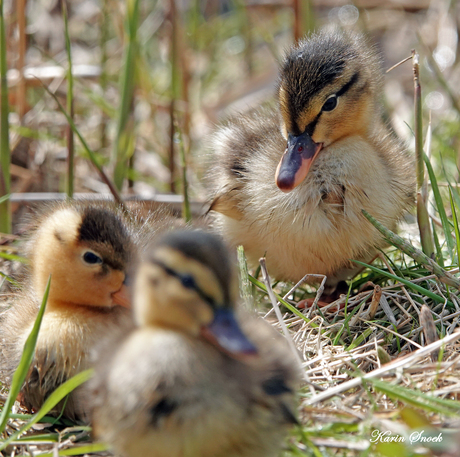 "Met zijn allen...."