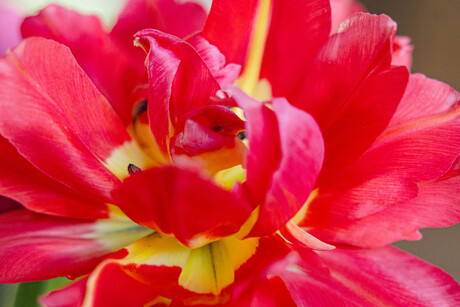 Mooi rood is niet lelijk