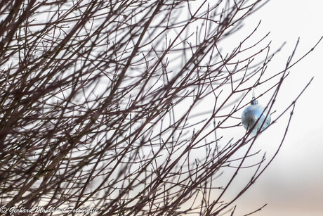 Verlaat of vergeten?