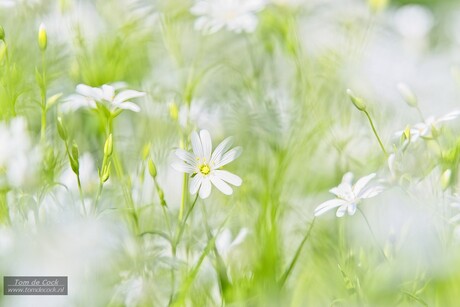 Voorjaarsbloemen