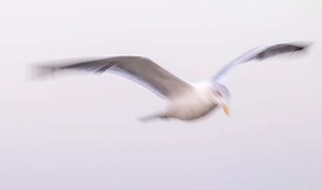 Een meeuw in de lucht, gevangen in beweging