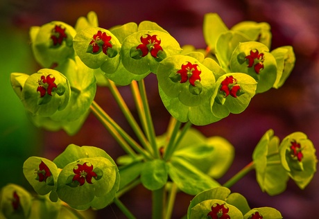 Euphorbia martinii 