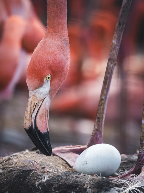 Europese flamingo verzogd haar ei
