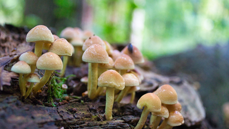 Herfst Amsterdamse Bos