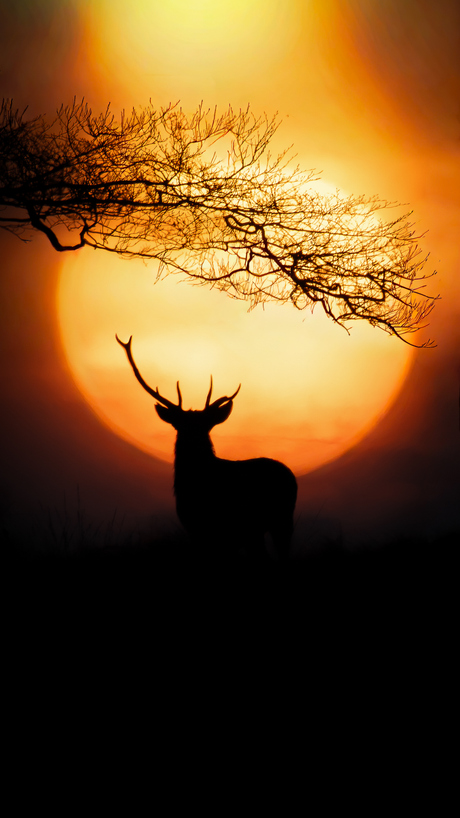 Zonsopkomst met edelhert