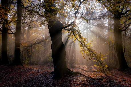 Sunray tree