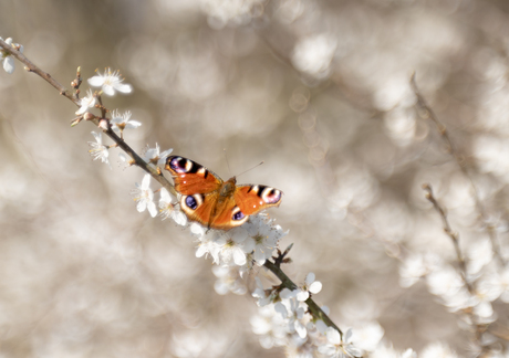 Voorproefje op de lente....