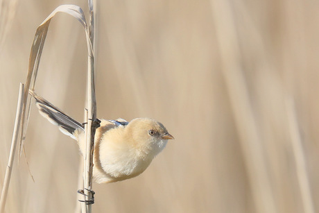 Baardmannetje