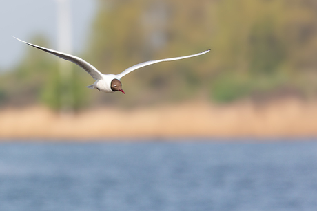 Kokmeeuw in vogelvlucht boven het Grevelingenmeer