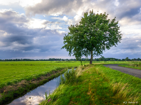 The lonely tree.