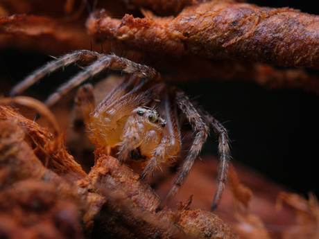Orbweaver spider