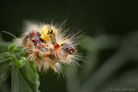 Rups van de witvlakvlinder