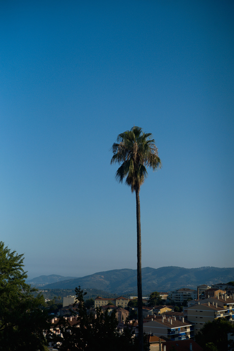 Palmboom, Grasse